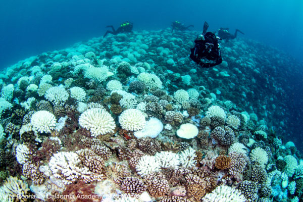 Tragic Coral Bleaching Discovered in French Polynesian Islands - Hollis ...